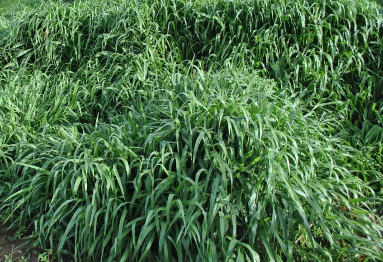 napier grass