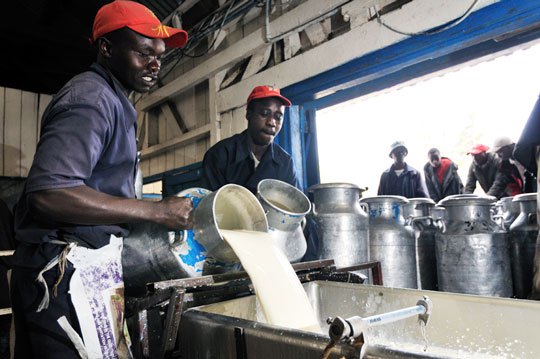 nyala dairy milk cooler
