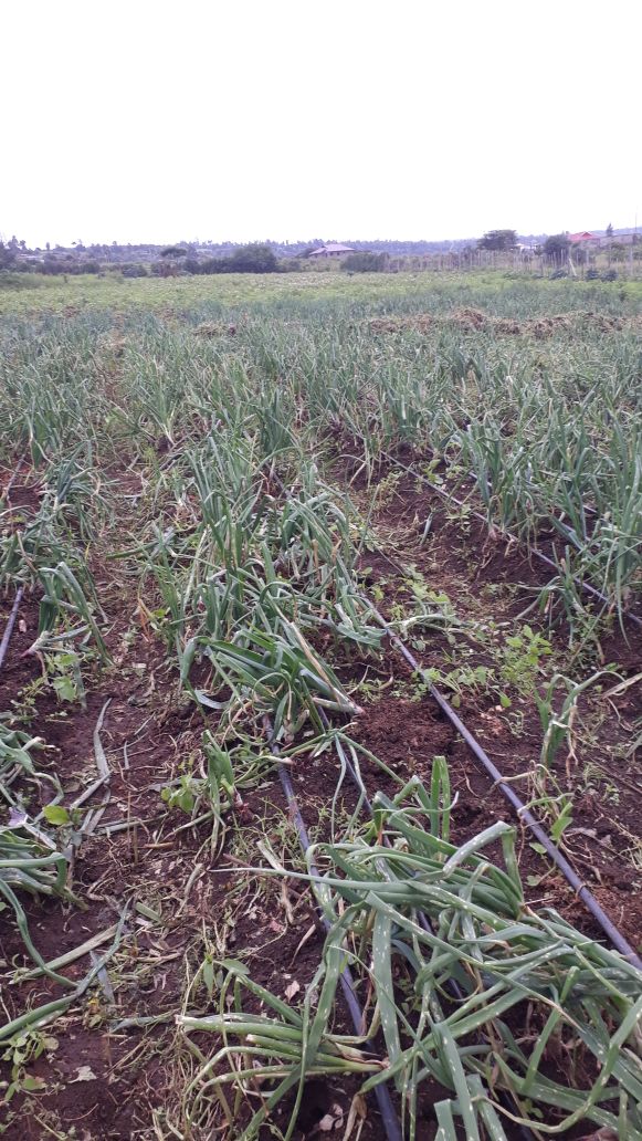 onionharrisonnaivasha