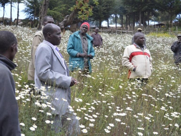 pyrethrum