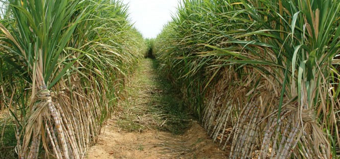 sugarcane farming