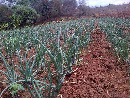 Onion Farming in Kenya