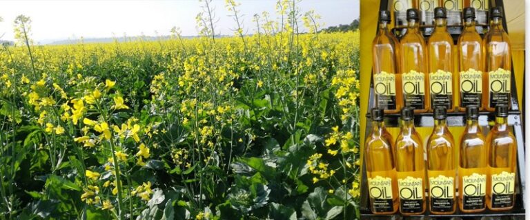 canola farming farmlink kenya
