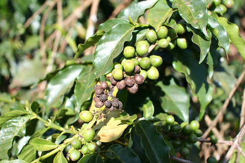 coffee berry disease