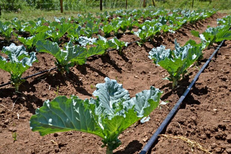 drip irrigation1