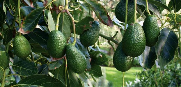 hass and fuerte avocado ban