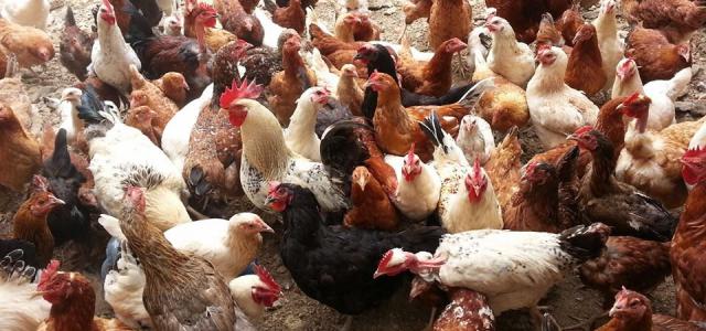 kalro kienyeji chiken