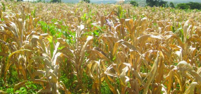 maize lethal