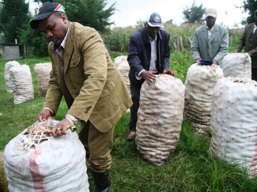nyandarua potato