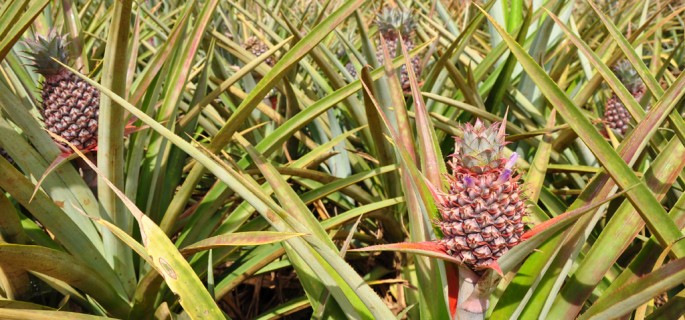 pineapple nandi