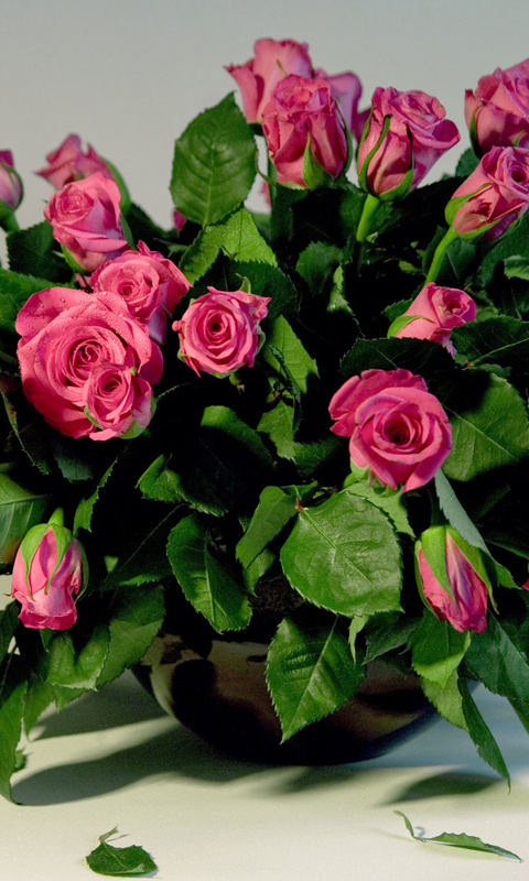 roses 1