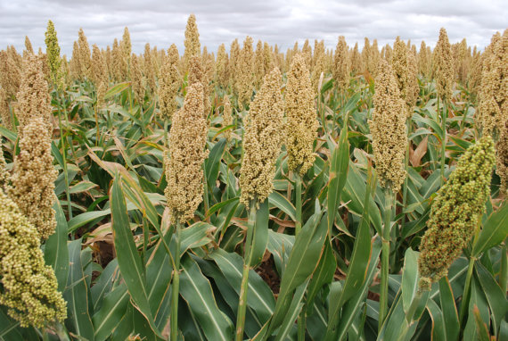 white sorghum1