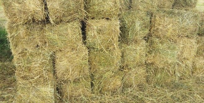 HAY FARMING IN KENYA