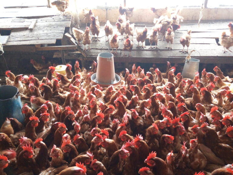 Wambui layers chicken poultry