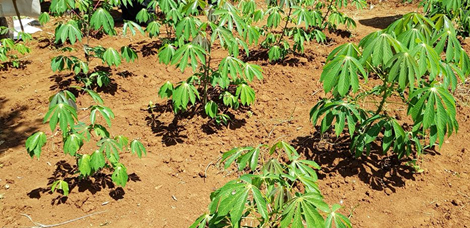 cassava rarieda
