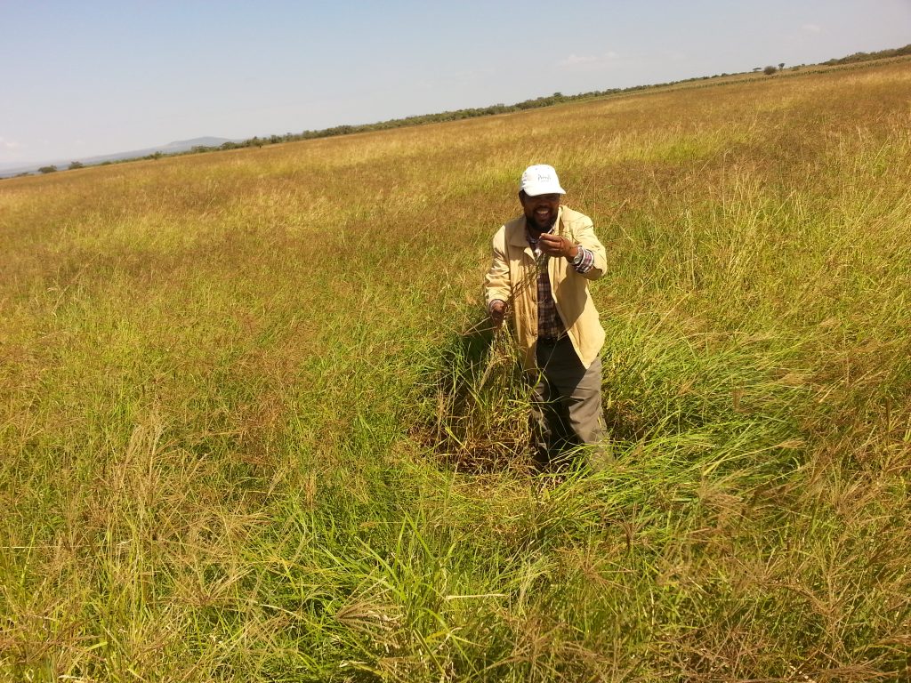 hay on EDL farm in narok 1024x768