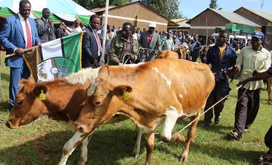 kakamega county dairy