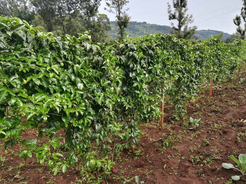 passion fruit kisii