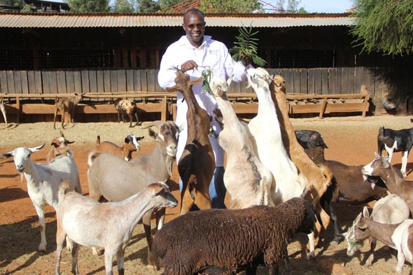 sheep goats