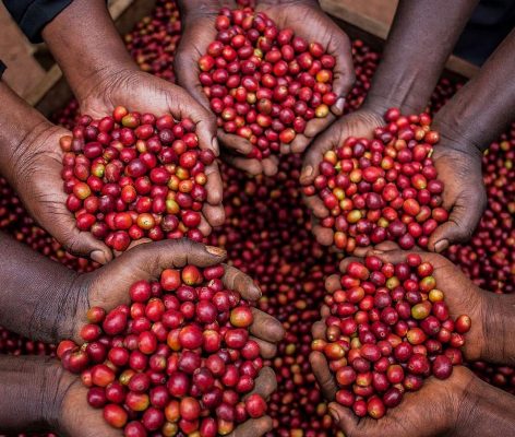 Coffee Cherries