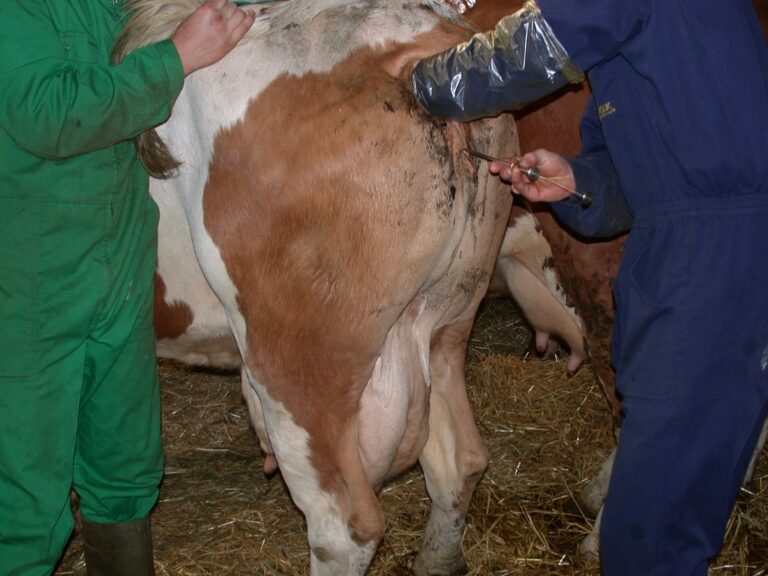 artificial insemination in dairy cows