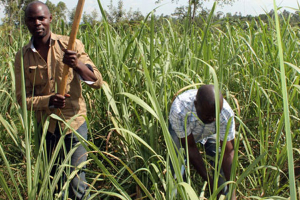 cane farmer