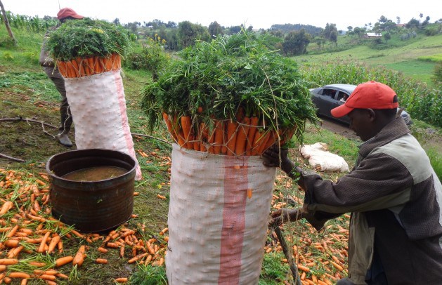carrot kenya