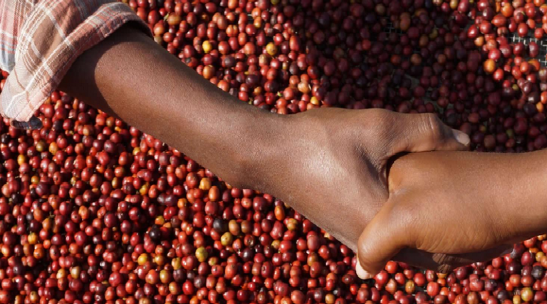 coffee buying in kenya