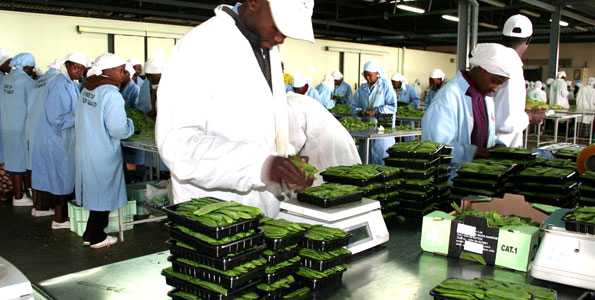 export peas