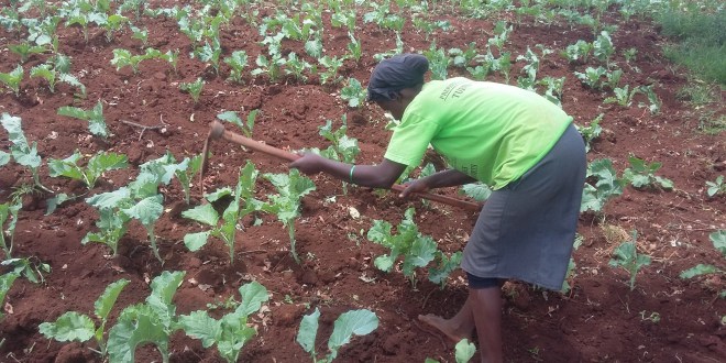 kales sukumawiki farmer