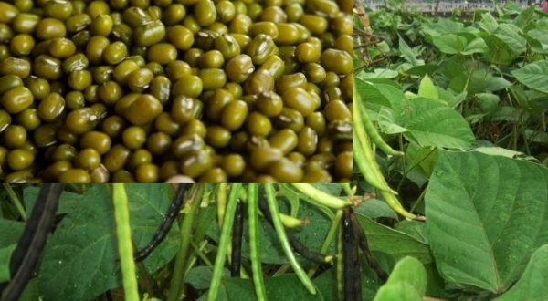 ndengu