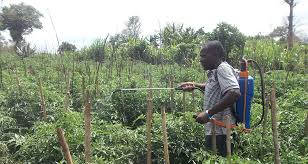 pesticide application on tomato
