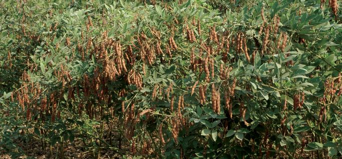 pigeon peas