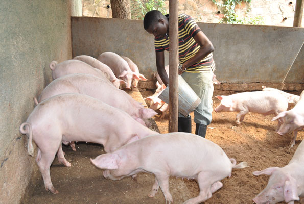 pigs