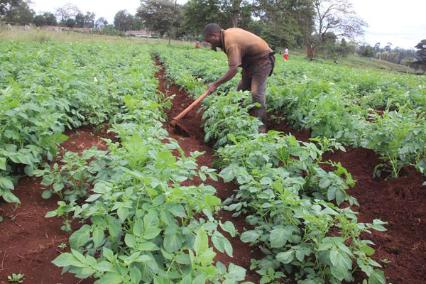 potato farmer weeding