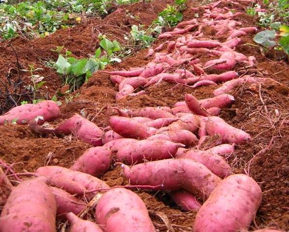 sweet potato yield
