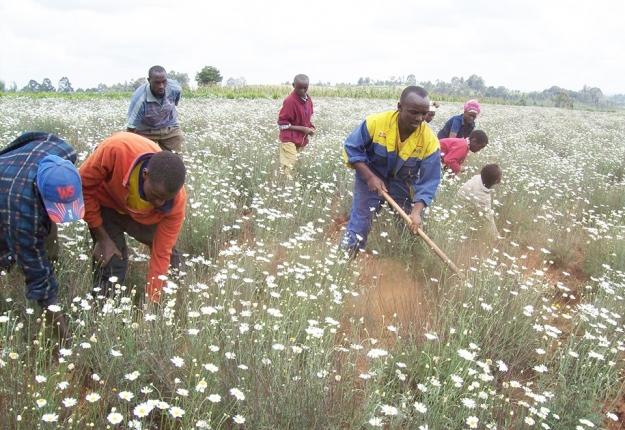 africa business Kenya pyrethrum