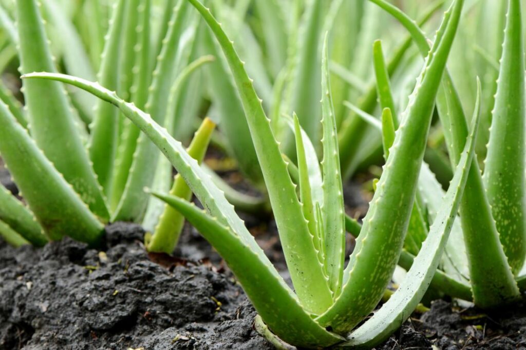 aloe vera plants
