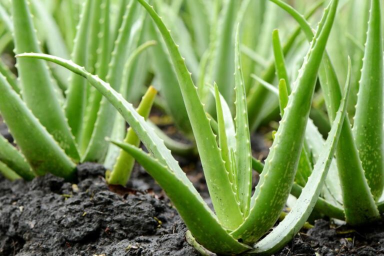 aloe vera plants