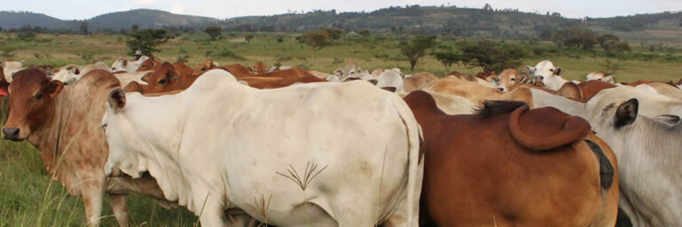 boran cattle