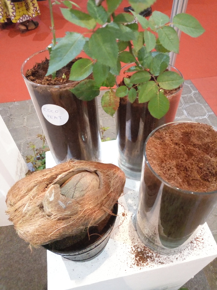 coco peat