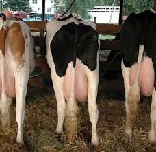 dairy cow milk