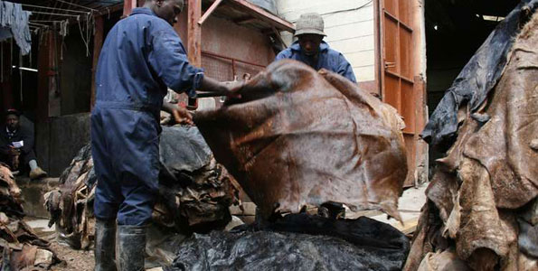 hides skins tannery