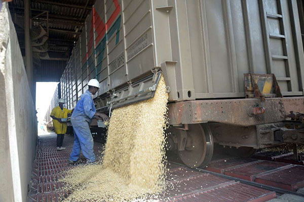 maize grains