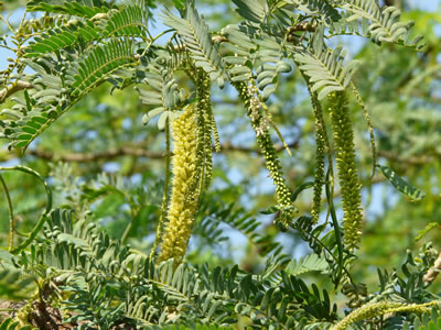 mathenge plant