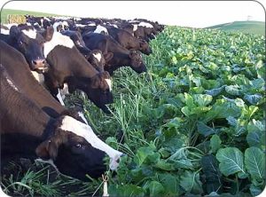 mixed farming