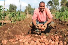 potato farming