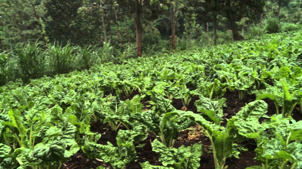 spinach