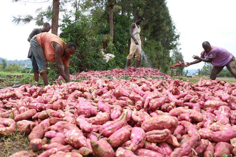 sweet potato harvest