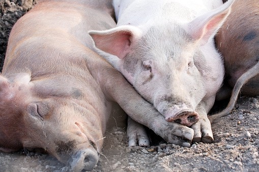 swine fever